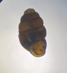 Vertigo pygmaea