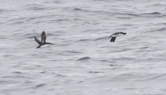 Synthliboramphus craveri