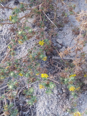 Centromadia parryi australis