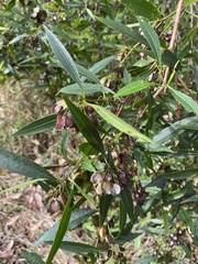Dodonaea triquetra