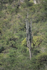 Cephalocereus macrocephalus