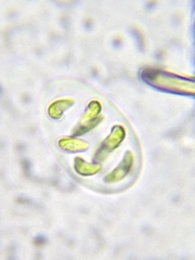 Nephrocytium lunatum