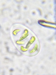 Nephrocytium lunatum