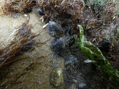 Siphonaria lessonii