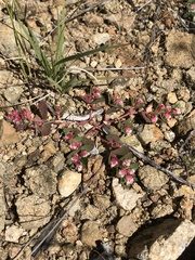Euphorbia indivisa