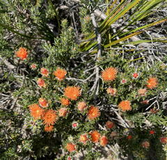 Melaleuca beaufortioides