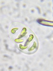 Nephrocytium lunatum