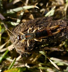 Labidura riparia