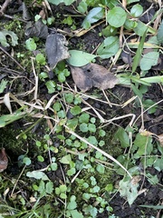 Hydrocotyle sibthorpioides