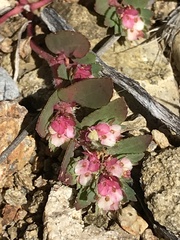 Euphorbia indivisa