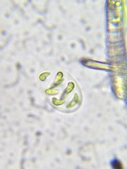 Nephrocytium lunatum
