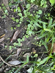 Fissidens bryoides