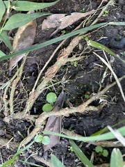 Fissidens bryoides