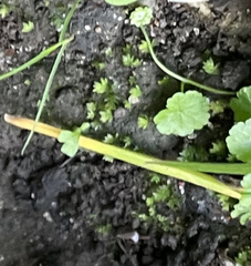 Fissidens bryoides