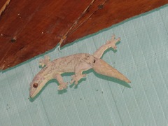 Thecadactylus solimoensis