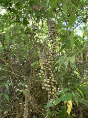 Stachyurus himalaicus