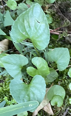 Viola missouriensis