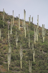 Cephalocereus macrocephalus