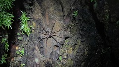 Heteropoda tetrica