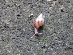 Lissachatina