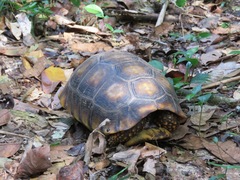 Chelonoidis denticulatus