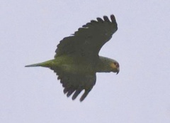 Amazona autumnalis