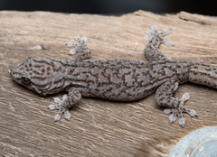 Gehyra versicolor