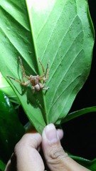 Heteropoda javana