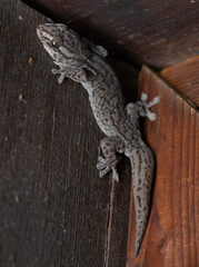 Gehyra versicolor