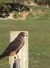 Falco novaeseelandiae