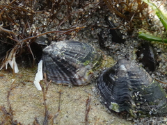 Siphonaria lessonii
