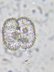 Cosmarium punctulatum