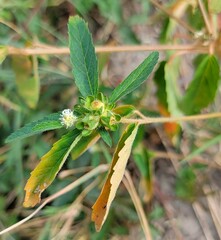 Croton glandulosus