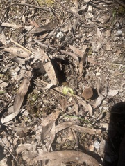 Caladenia transitoria