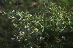 Galium rivale