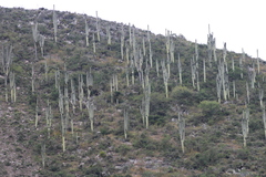 Cephalocereus macrocephalus
