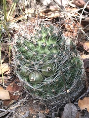 Mammillaria wrightii