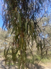 Loranthaceae