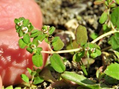 Euphorbia cordifolia
