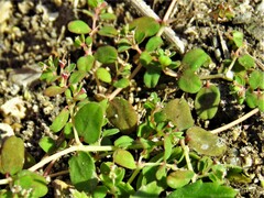 Euphorbia cordifolia