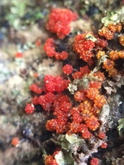 Nectriaceae