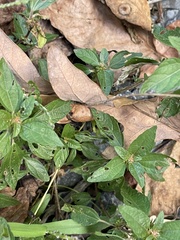 Acalypha