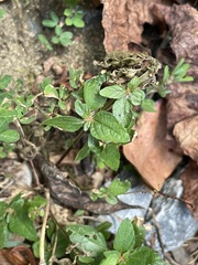 Acalypha