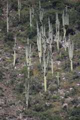 Cephalocereus macrocephalus