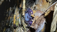 Geosesarma noduliferum