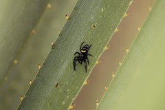 Paraphidippus basalis