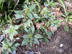 Acalypha
