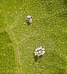Aleuroplatus coronata