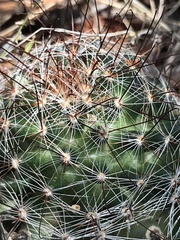 Mammillaria wrightii