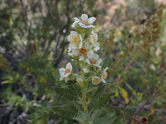 Chamaebatiaria millefolium
